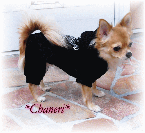 クラウン&フリル オールインワン　メール便（犬　服　犬服　Chaneri）