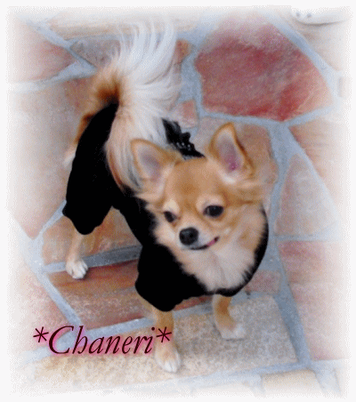 オールインワン　メール便（犬　服　犬服　Chaneri）