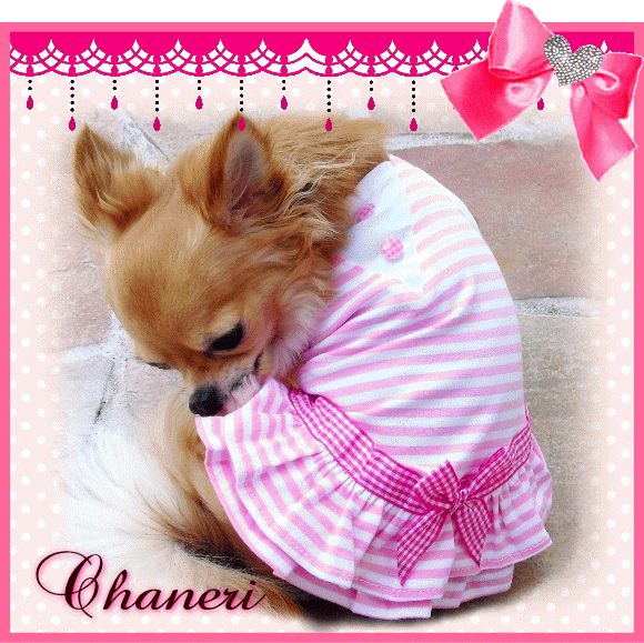新　ドロシーワンピース（犬　服　犬服　Chaneri）