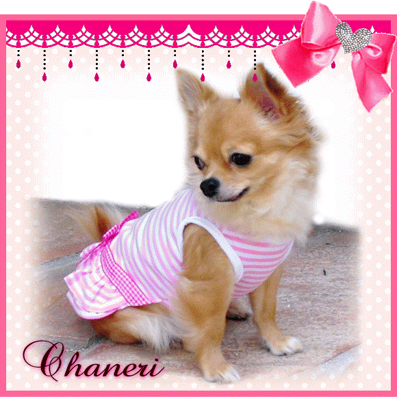 ワンピース（犬　服　犬服　Chaneri）