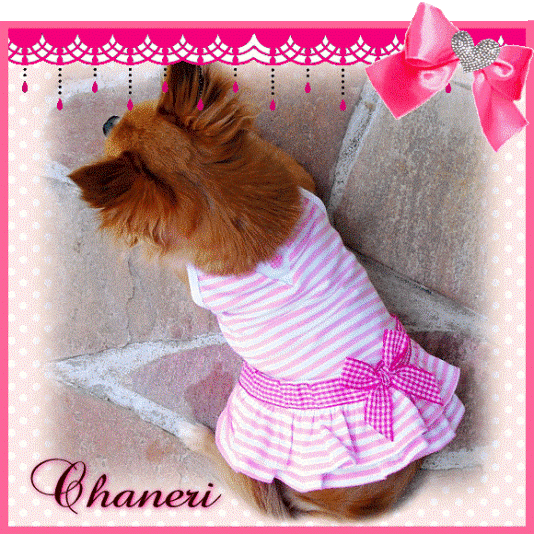 新　ドロシーワンピース（犬　服　犬服　Chaneri）