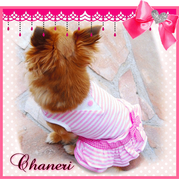 ボーダーワンピース（犬　服　犬服　Chaneri）