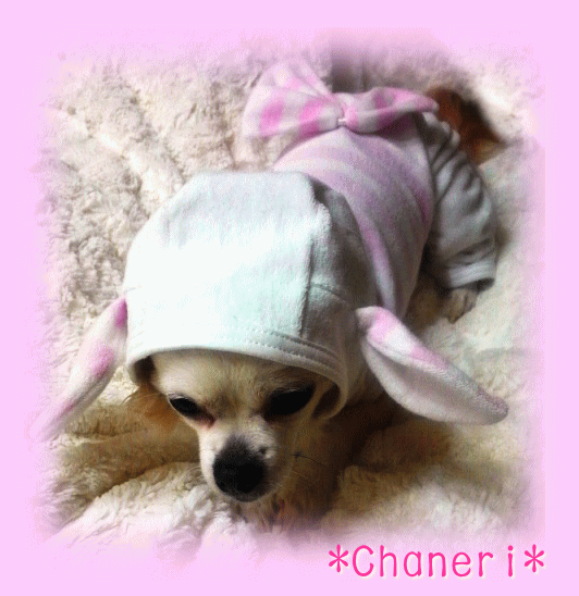 パジャマに！メール便（犬　服　犬服　Chaneri）