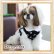 画像3: 【Sele】【メール便OK】犬服/キュートな丸襟の水玉TEE【PUPPYZZANG】  (3)