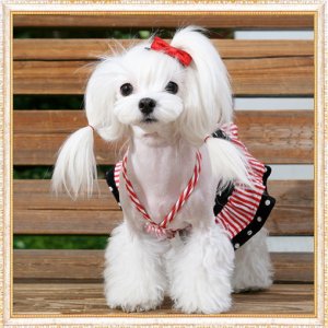 画像4: 【新作】【犬 服】【Sale】水玉とストライプのキュートなキャミワンピ【Puppyzzang】【メール便OK】