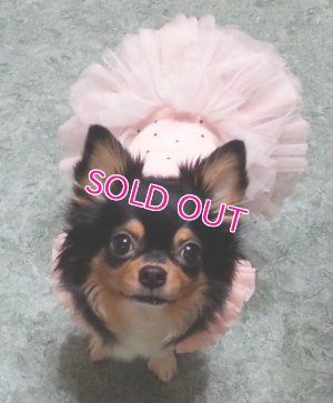 画像4: 【新作】【値下げ】【Sale】【1980円】【犬 服】ふわふわフリルの水玉ワンピ【petstyle】【メール便OK】