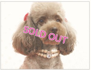 画像5: 【犬用】【アクセサリー】パールビジューネックレス【Parisdog】【メール便OK】