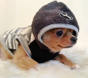 画像6: 【犬 服】【在庫限り】【Sale1780円】【グレーM】ダイアモンドチェックニットフーディー【コカパパ】【Cockerpapa】