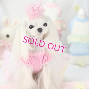画像9: 【新作】【春夏】【Sale　2480円】【犬 服】パフ袖のレースチュチュドレス【Lollypop】【メール便OK】