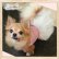 画像3: 【Sale】【2180円】【犬 服】夏・ホワイトリボンのチュチュドレス【メール便OK】 (3)