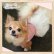 画像2: 【在庫Sale】【1580円】【犬 服】ホワイトリボンのチュチュドレス【メール便OK】