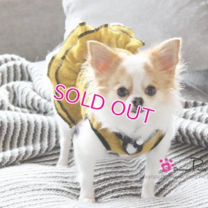 画像7: 【犬 服】【30％OFF】【Sale3680円】 Cocoニッティードドレスマスタード【PrettyPet】【メール便OK】