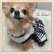 画像6: 【犬 服】【新作】【2980円】Coco調白黒チェックドレス オフホワイト【Doggy Star】【メール便OK】 (6)