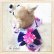 画像12: 【新作】【犬 服】【Sale】【1580円】【帯飾り付】オシャレ桜ゆかた【Petstyle】【メール便OK】