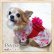 画像10: 【犬 服】【Sale】【帯飾り付】可愛い梅の花ゆかた【Petstyle】浴衣　和装　着物【メール便OK】