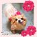 画像9: 【犬 服】【Sale】【帯飾り付】可愛い梅の花ゆかた【Petstyle】浴衣　和装　着物【メール便OK】