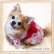 画像7: 【犬 服】【Sale】【帯飾り付】可愛い梅の花ゆかた【Petstyle】浴衣　和装　着物【メール便OK】