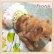 画像3: 【サマーセール】【最終sale】【580円】【犬 服】ライムチュチュワンピース【Petstyle】【メール便OK】 