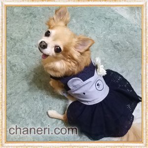 画像3: 【犬 服】【sale】【半額】コサージュ付ベアちゃんのレースワンピース【メール便OK】