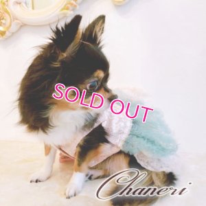 画像6: 犬 服 犬の服 Sale ドッグウェア ワンピース ドレス  セレブベアちゃんのレーシーチュチュDress【メール便可】パーティー イベント