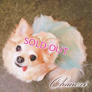 画像18: 犬 服 犬の服 Sale ドッグウェア ワンピース ドレス  セレブベアちゃんのレーシーチュチュDress【メール便可】パーティー イベント