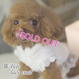 画像5: 愛犬服【初入荷】リボン付き　ホワイトレースのCoat dress【メール便OK】