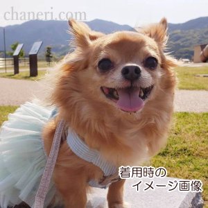 画像4: 値下げ　セール　ナチュラルカラー　デイジー刺しゅうのハーネス＆リードのセット【メール便OK】