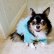 画像5: 犬 服 犬の服【在庫sale】【限定販売】ティファニーブルー の チュチュDress【メール便可】パーティー イベントセレクト import