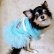画像14: 犬 服 犬の服【在庫sale】【限定販売】ティファニーブルー の チュチュDress【メール便可】パーティー イベントセレクト import