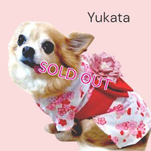 画像12: 在庫限り【XS】【犬 服】【Sale】【帯飾り付】可愛い梅の花ゆかた【Petstyle】浴衣　和装　着物【メール便OK】