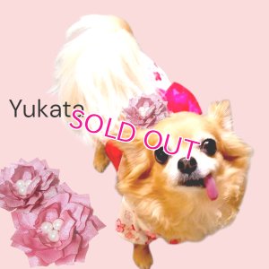 画像15: 在庫限り【XS】【犬 服】【Sale】【帯飾り付】可愛い梅の花ゆかた【Petstyle】浴衣　和装　着物【メール便OK】