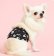 画像15: 特売【在庫限り】【500円】【黒 ブラック】宇宙柄 マナーベルト【メール便OK】犬用 愛犬ベルト カフェ
