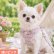 画像2: 【メール便無料】愛犬用 犬服 ペット用 ハーネス SET 犬用 犬 可愛い ベア チェック柄 くま ハーネスセット 胴輪セット 可愛いハーネス 小型犬 散歩 旅行 軽量 簡単装着 淡ピンク (2)