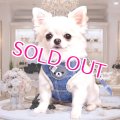 【メール便無料】愛犬用 犬服 ペット用 ハーネス SET 犬用 犬 可愛い ベア チェック柄 くま ハーネスセット 胴輪セット 可愛いハーネス 小型犬 散歩 旅行 軽量 簡単装着 ネイビー 紺