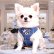 画像1: 【メール便無料】愛犬用 犬服 ペット用 ハーネス SET 犬用 犬 可愛い ベア チェック柄 くま ハーネスセット 胴輪セット 可愛いハーネス 小型犬 散歩 旅行 軽量 簡単装着 ネイビー 紺 (1)