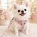 画像1: 【メール便無料】愛犬用 犬服 ペット用 ハーネス SET 犬用 犬 可愛い ベア チェック柄 くま ハーネスセット 胴輪セット 可愛いハーネス 小型犬 散歩 旅行 軽量 簡単装着 ピンク (1)