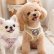 画像9: 【メール便無料】愛犬用 犬服 ペット用 ハーネス SET 犬用 犬 可愛い ベア チェック柄 くま ハーネスセット 胴輪セット 可愛いハーネス 小型犬 散歩 旅行 軽量 簡単装着 ブラウン (9)