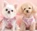 画像2: 【メール便無料】愛犬用 犬服 ペット用 ハーネス SET 犬用 犬 可愛い ベア チェック柄 くま ハーネスセット 胴輪セット 可愛いハーネス 小型犬 散歩 旅行 軽量 簡単装着 プラムピンク (2)