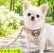 画像1: 【メール便無料】愛犬用 犬服 ペット用 ハーネス SET 犬用 犬 可愛い ベア チェック柄 くま ハーネスセット 胴輪セット 可愛いハーネス 小型犬 散歩 旅行 軽量 簡単装着 マスタード色 (1)