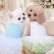 画像1: 【春夏】【Sale】【犬 服】ローズモチーフチュチュドレス【Lollypop】【メール便OK】 (1)