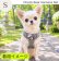 画像4: Sale中【メール便無料】愛犬用 犬服 ペット用 ハーネス SET 犬用 犬 可愛い ベア チェック柄 くま ハーネスセット 胴輪セット 可愛いハーネス 小型犬 散歩 旅行 軽量 簡単装着 グレー (4)
