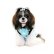 画像2: 小型犬の服値下げ/春　夏/アスティン スターのフーディー 【puppyzzang】  (2)