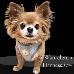 画像5: 犬用 犬 刺繍 ワッペン ハーネス リード セット 胴輪 胴輪セット 可愛いハーネス 小型犬 散歩 旅行 軽量 簡単装着 グレー