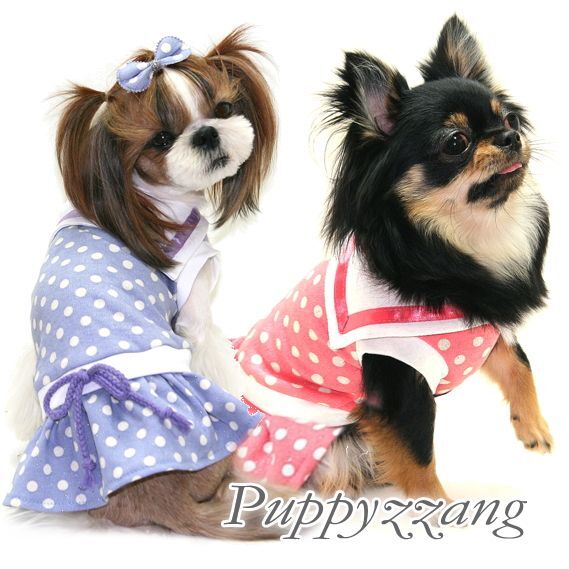 【在庫処分Sale】愛犬服/セーラーカラーの水玉ワンピース（Puppyzzang）メール便OK