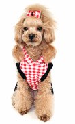 画像4: 【＋500ポイント】愛犬服/冬/チェックエンジェル ワンピース【Puppyzzang】メール便OK/ポカセール