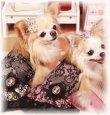 画像4: 再入荷【新作】愛犬用/スパンコールリボンバレッタCockerpapa【セット割引対象商品】380<メール便OK>