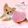 画像3: 犬 服/愛犬[メール便無料][春 夏][新作]ホイップボーダーワンピ-PUPPYZZANG/セ ット割引対象商品1880