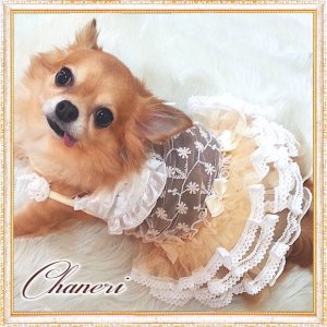 画像: 犬 服【セール】【値下げ】クリームレースフリルドレス/Petstyle