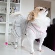 画像2: 【犬 服】【30％OFF】【Sale3680円】 Cocoニッティードドレスグレー【PrettyPet】【メール便OK】