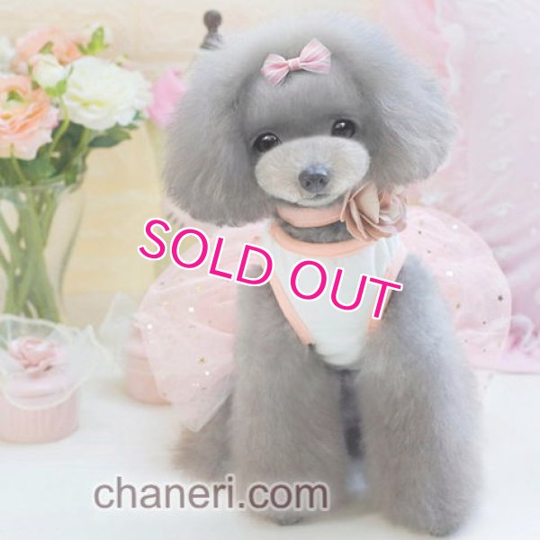 画像3: 【在庫限り】【sale】【春夏】【犬 服】カメリア王冠のワンピース【Petco】【メール便OK】